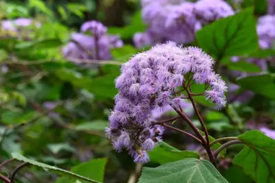 Eupatorium atrorubens (Bartlettina sordida): cuidados del arbusto de flores lila