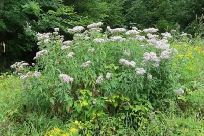 Cómo cuidar Eupatorium atrorubens