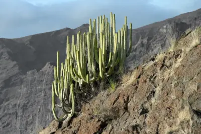 Cómo cuidar Euphorbia canariensis, Euphorbia canariensis