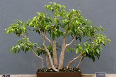 Cómo cuidar Ficus benjamina, Ficus benjamina