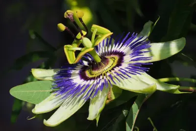 Cómo cuidar Flor de la pasión, Passiflora caerulea