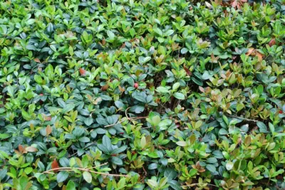 Cómo cuidar Gaultheria procumbens, Gaultheria procumbens