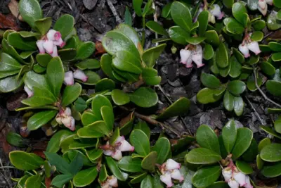 Cómo cuidar Gayuba, Arctostaphylos uva ursi