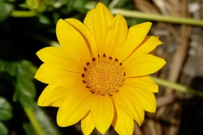 Cómo cuidar Gazania x hybrida 'Freddie', Gazania x hybrida 'Freddie'