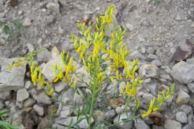 Cómo cuidar Genista valentina, Genista valentina