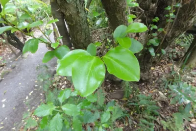 Cómo cuidar Griselinia littoralis, Griselinia littoralis