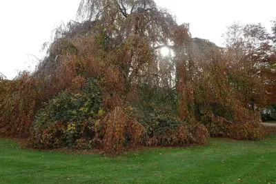 Cómo cuidar Fagus sylvatica 'Pendula', Fagus sylvatica 'Pendula'