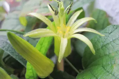 Cómo cuidar Flor de la pasión, Passiflora citrina